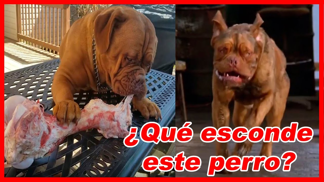 Dogo de BURDEOS – CARACTERÍSTICAS y curiosidades