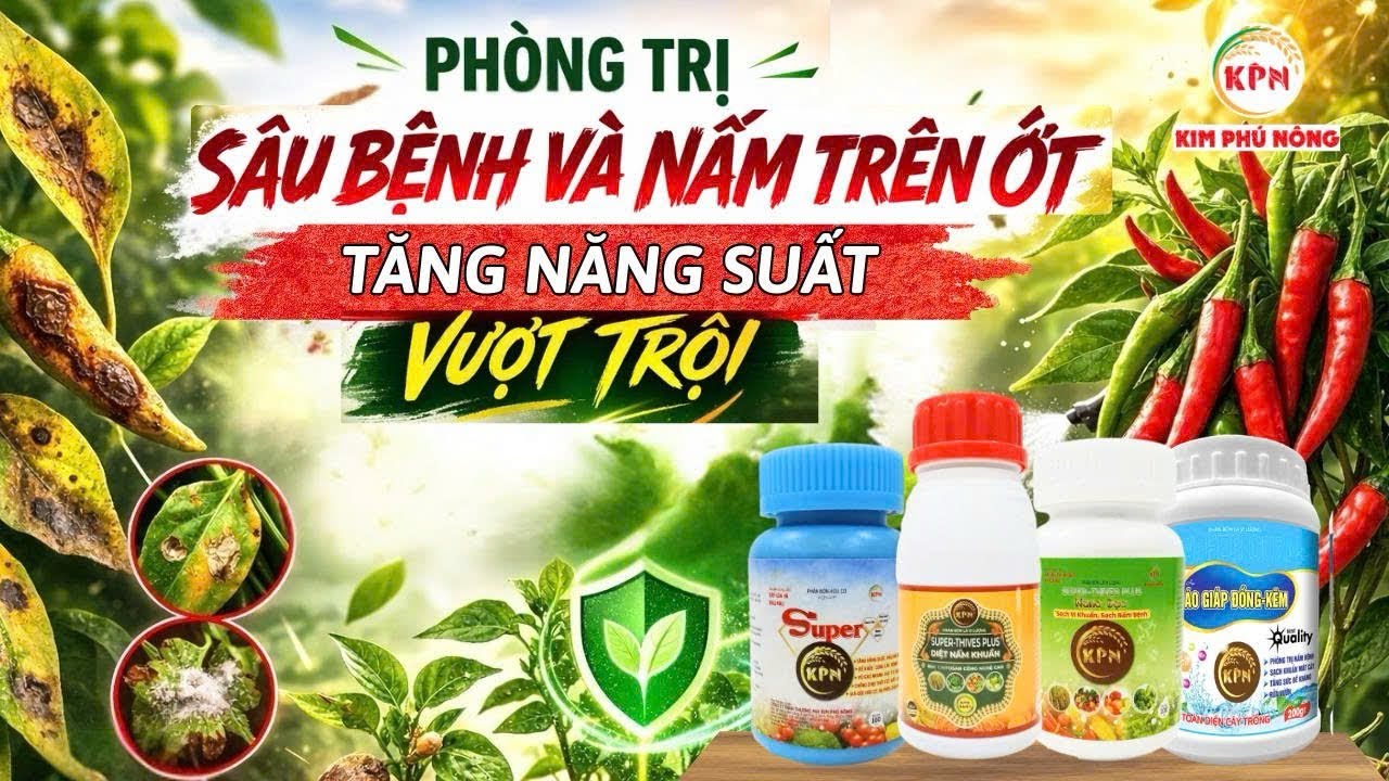 Hướng dẫn chăm sóc ớt hạn chế nấm bệnh, đạt nãng suất cao