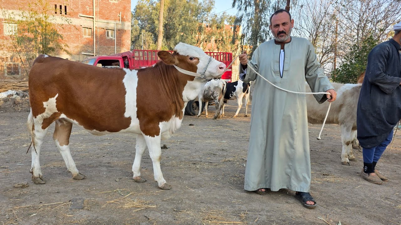 مفاجأة العيد وصلت بمزرعة أولاد الحاج فتحي العزب لاول مره عينك هتشوفها عجلات بيور سيمنتال وهولشتاين