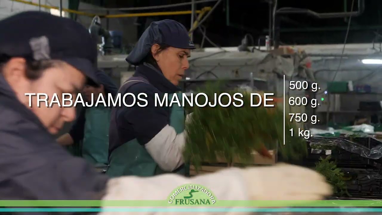 FRUSANA - ZANAHORIAS MANOJOS