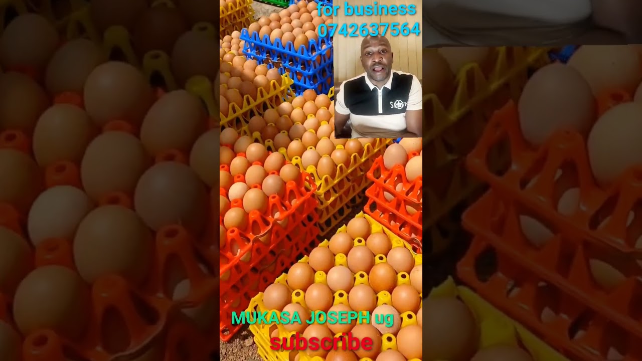 2 in 1 Business Egg Depot and selling Poultry Feeds. it make for you good profits @mukasajosephug