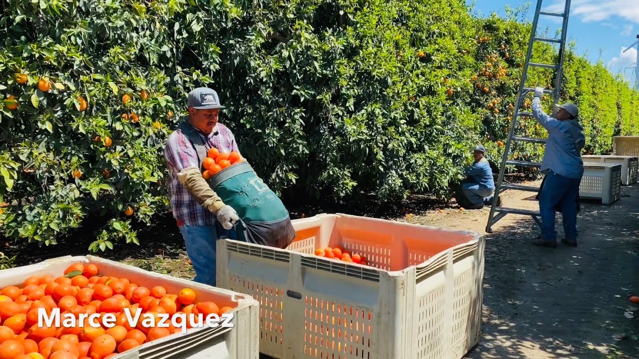 PIZCA DE MINNEOLA EN ESTADOS UNIDOS / MINNEOLA HARVEST