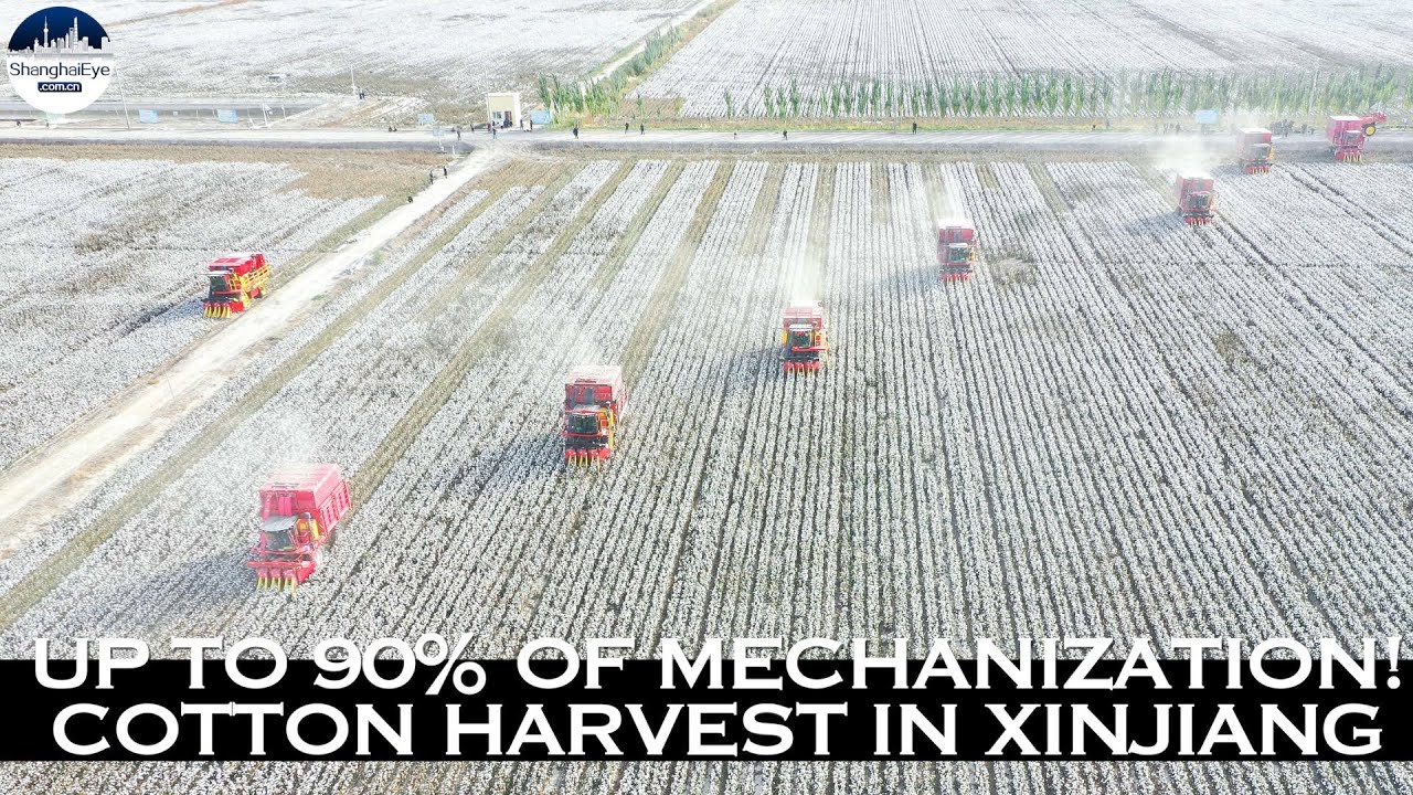 What forced labor? China's Xinjiang reaps bumper cotton harvest in 2021, with up to 90% mechanized