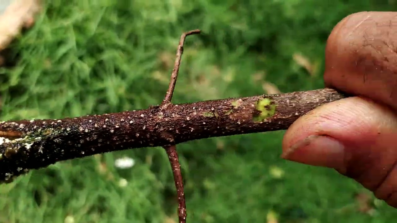 Enraizamento de Acerola na Água direto no pé.