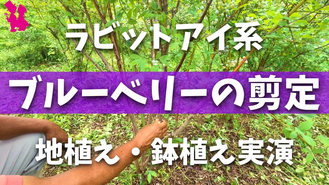 【ラビットアイ】ブルーベリー収穫後の剪定をプロが実演解説(地植え・鉢植え)