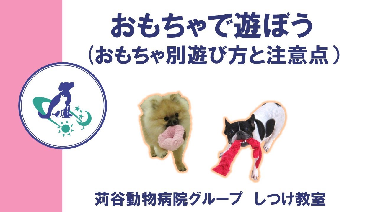 愛犬とおもちゃで遊ぼう❶