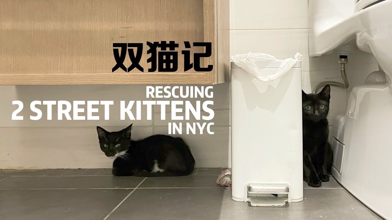 Rescue 2 street kittens in NYC | 双猫记：纽约流浪猫救援