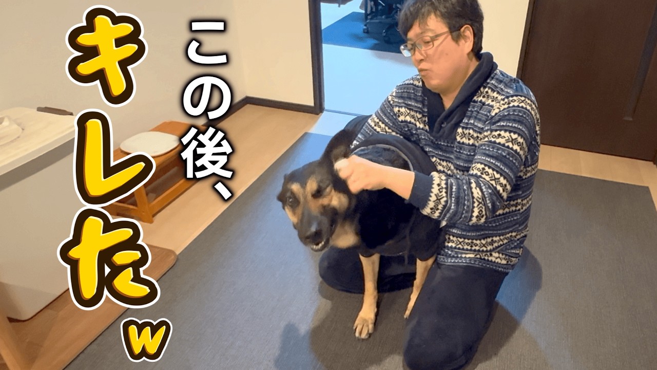 休日の愛犬に密着したら、ほのぼののはずが最後にキレましたw【ジャーマンシェパード】