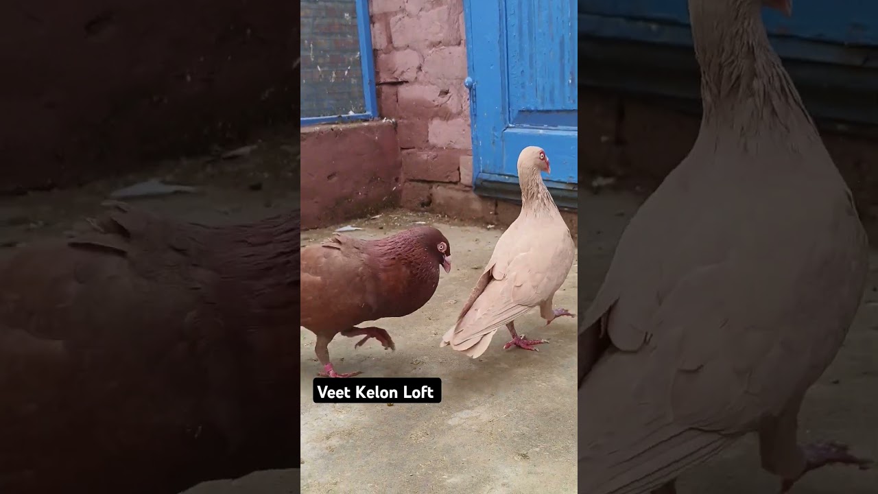 #breedingpairs #pigeon #pigeonbreeding #bird #kabootar #pigeonsetup #kabootartiktok #pigeonbreed