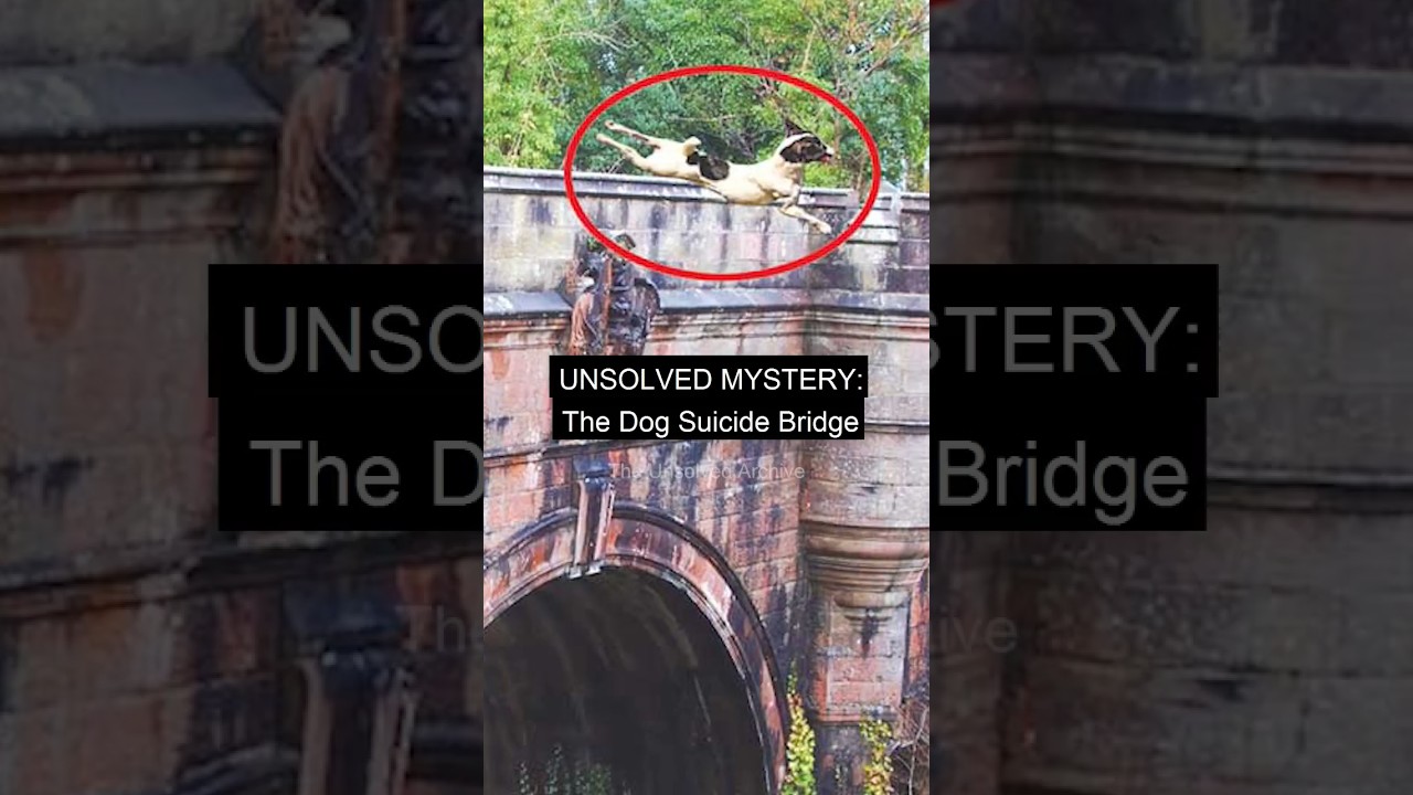 Unsolved Mystery: Dog Suicide Bridge 😱