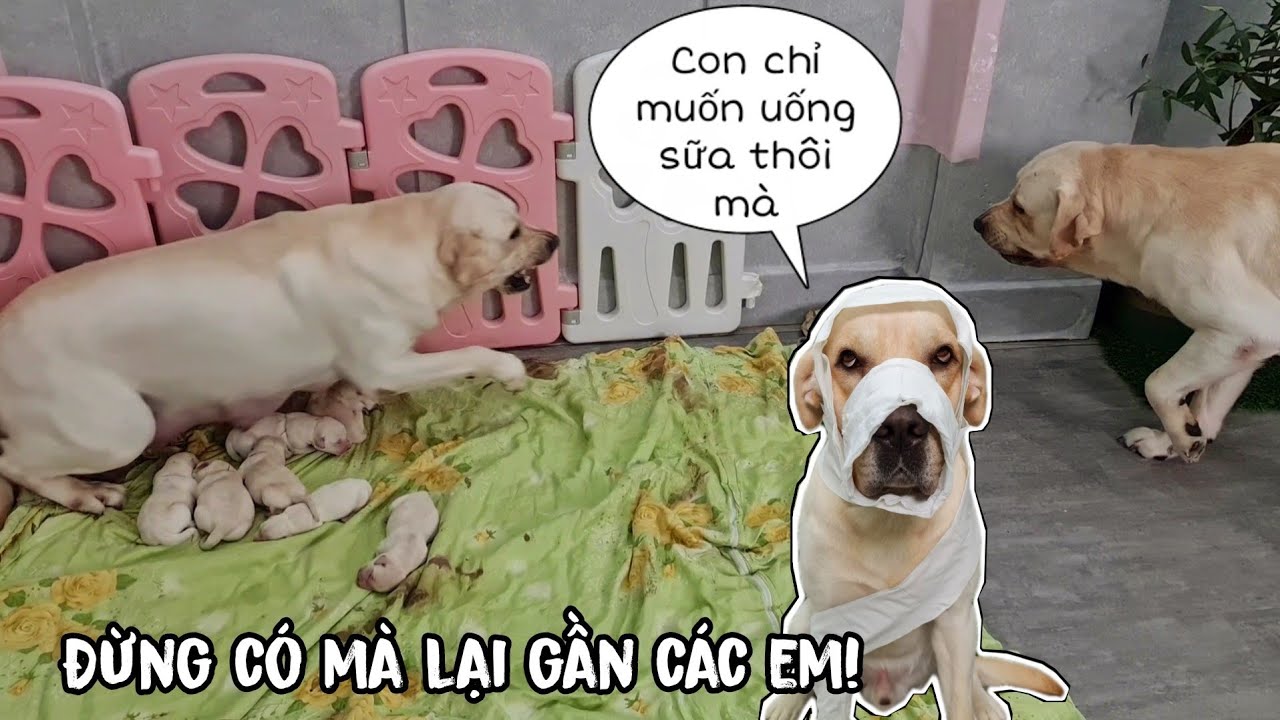 Chỉ vì nồi sữa, Cà Rốt bị mẹ đánh cho tơi tả..thương ghê