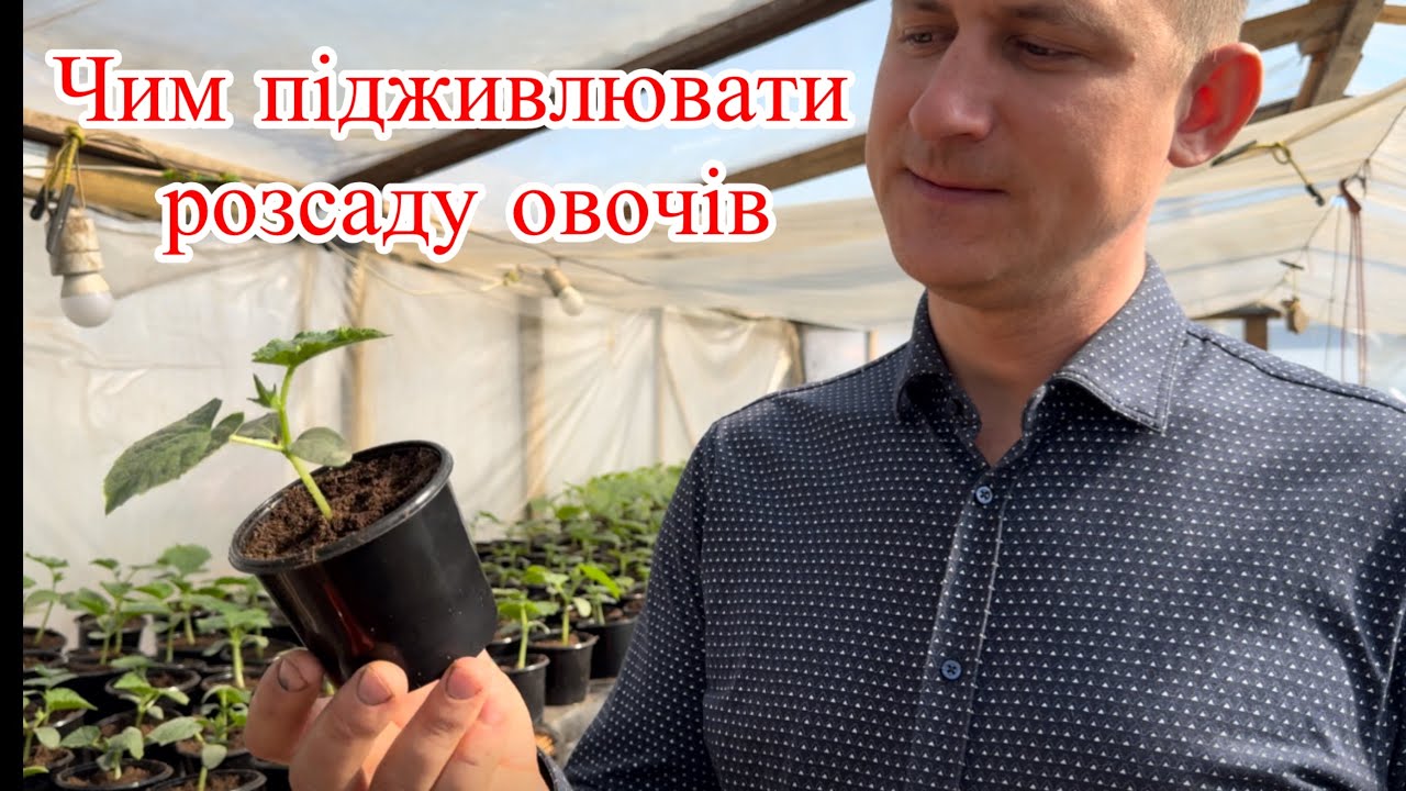Чи підживлювати розсаду овочів?