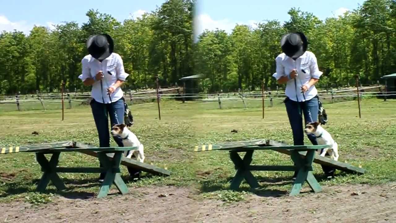 Hal&aacute;pi lovarda, lovasnap 2011., 3D side by side vide&oacute;, 2. r&eacute;sz