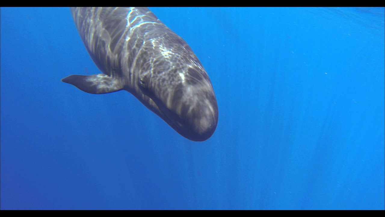 Look Into the Eye of a Hawaiian False Killer Whale (pseudorca crassidens)
