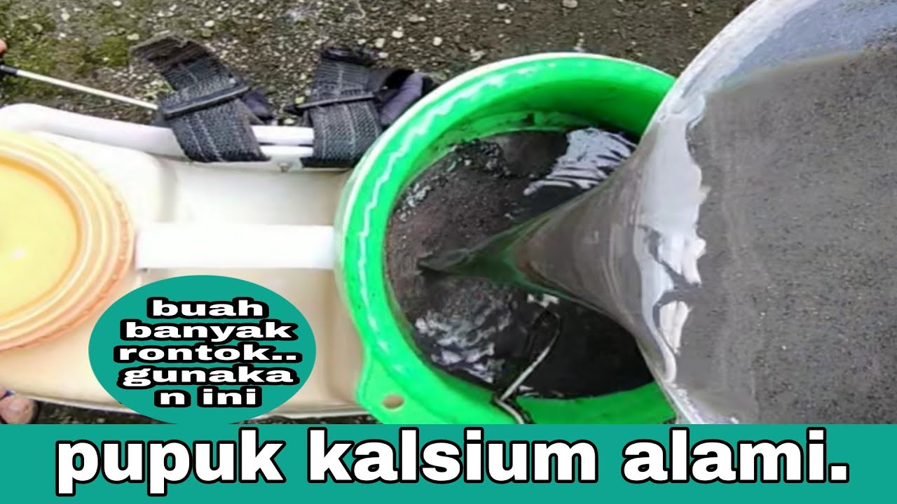 CARA MEMBUAT PUPUK KALSIUM ALAMI || PUPUK ORGANIK CAIR TINGGI KALSIUM