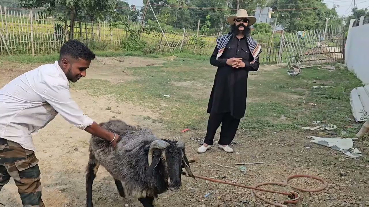 एशिया का सबसे खतरनाक भेर और खूबसूरत सांड