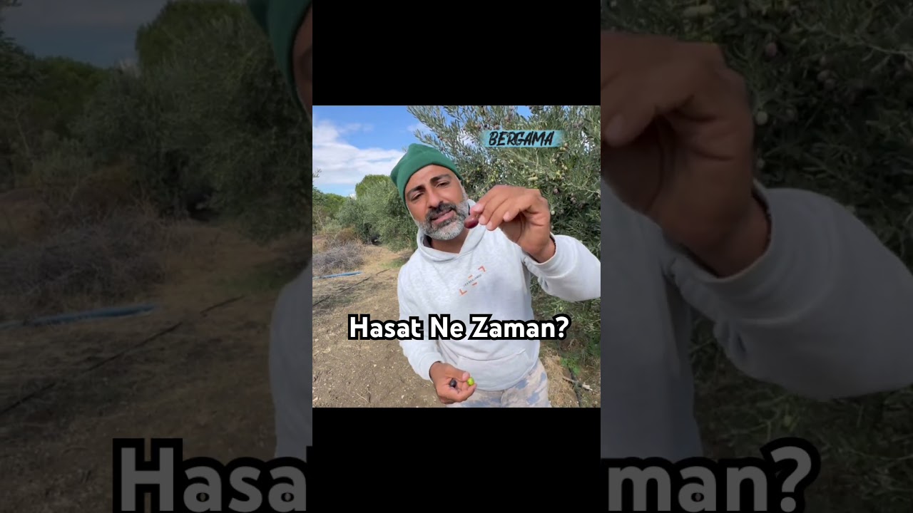 En Doğru Zeytin Hasadı Ne Zaman? #budama #erenvural #hasat #keşfet