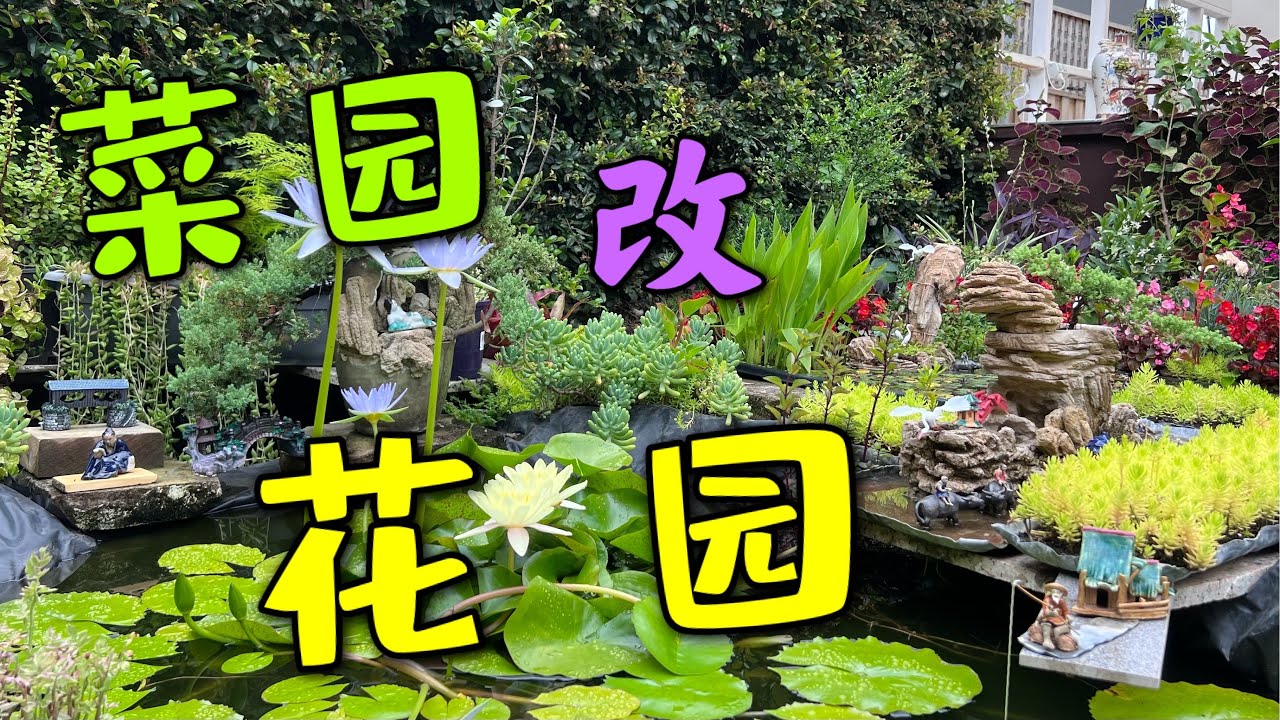我把菜园改成花园啦  My backyard  landscape project 我的花園改造經歷 124