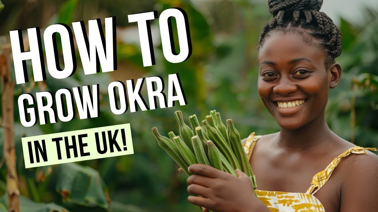 How to Grow Okra in the UK  | Growing Your Own Food as a Beginner