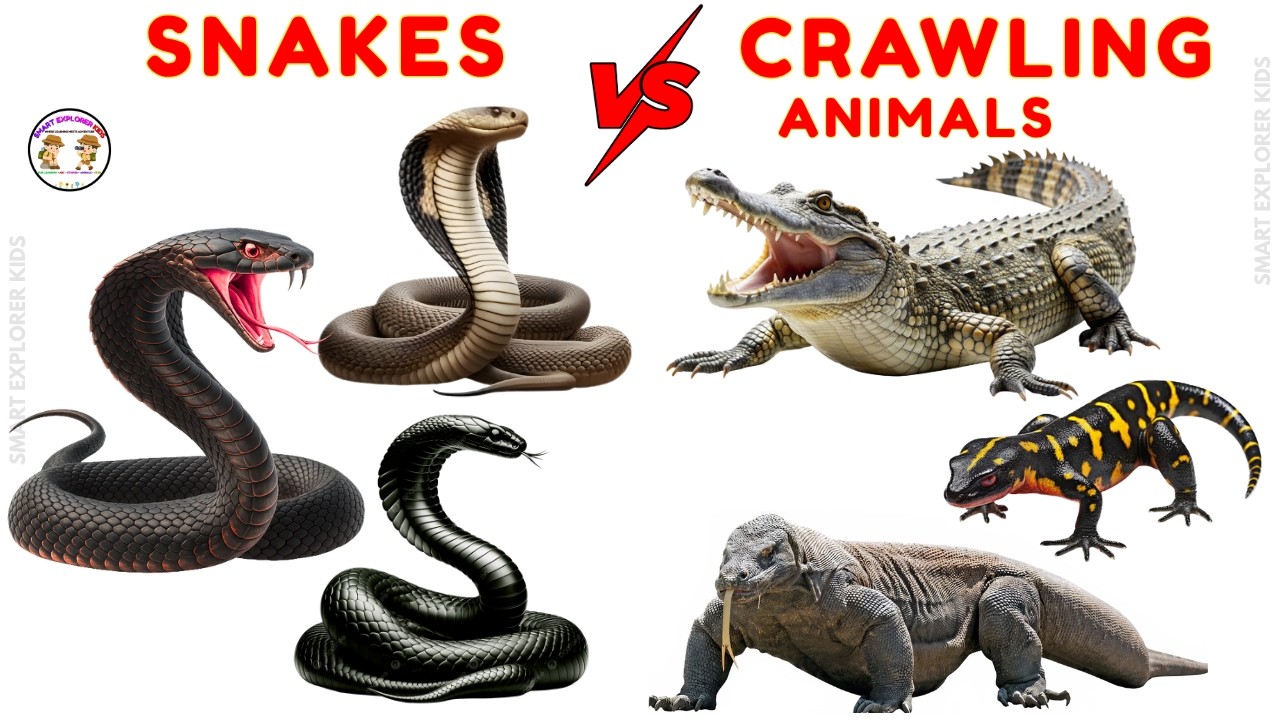 Ползающие животные и змеи для детей 🐍 | Изучаем названия животных со звуками и картинками