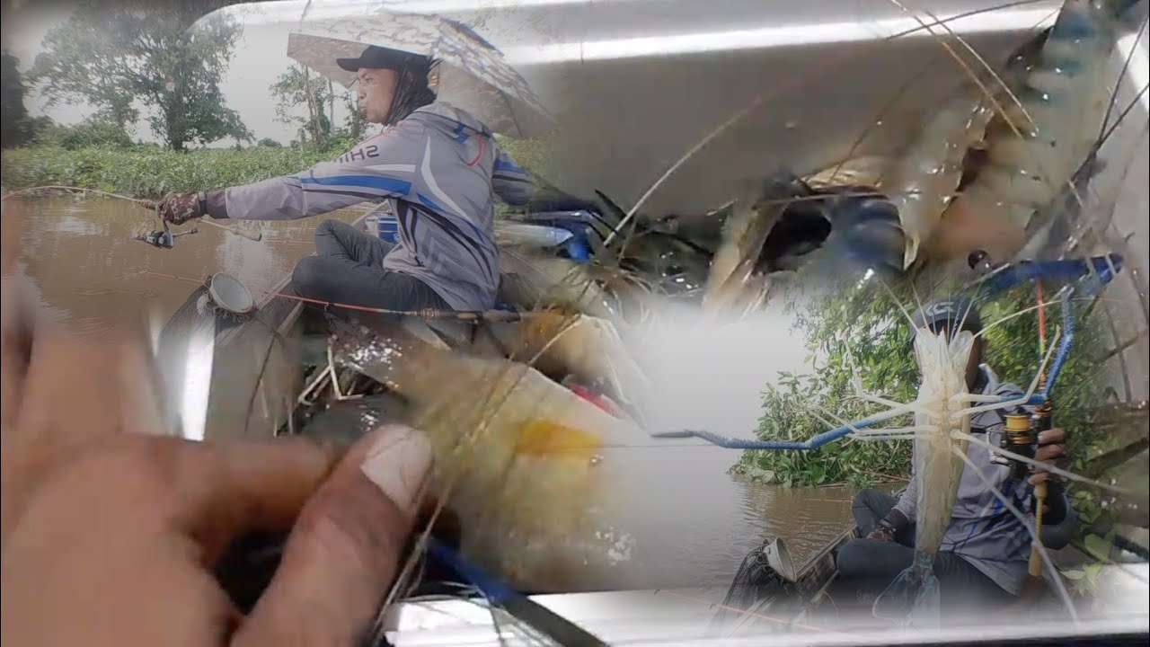 SPOT INI LAMA TIDAK DIKUNJUNGI ‼️ WAKTU YANG TEPAT UNTUK MANCING UDANG GALAH