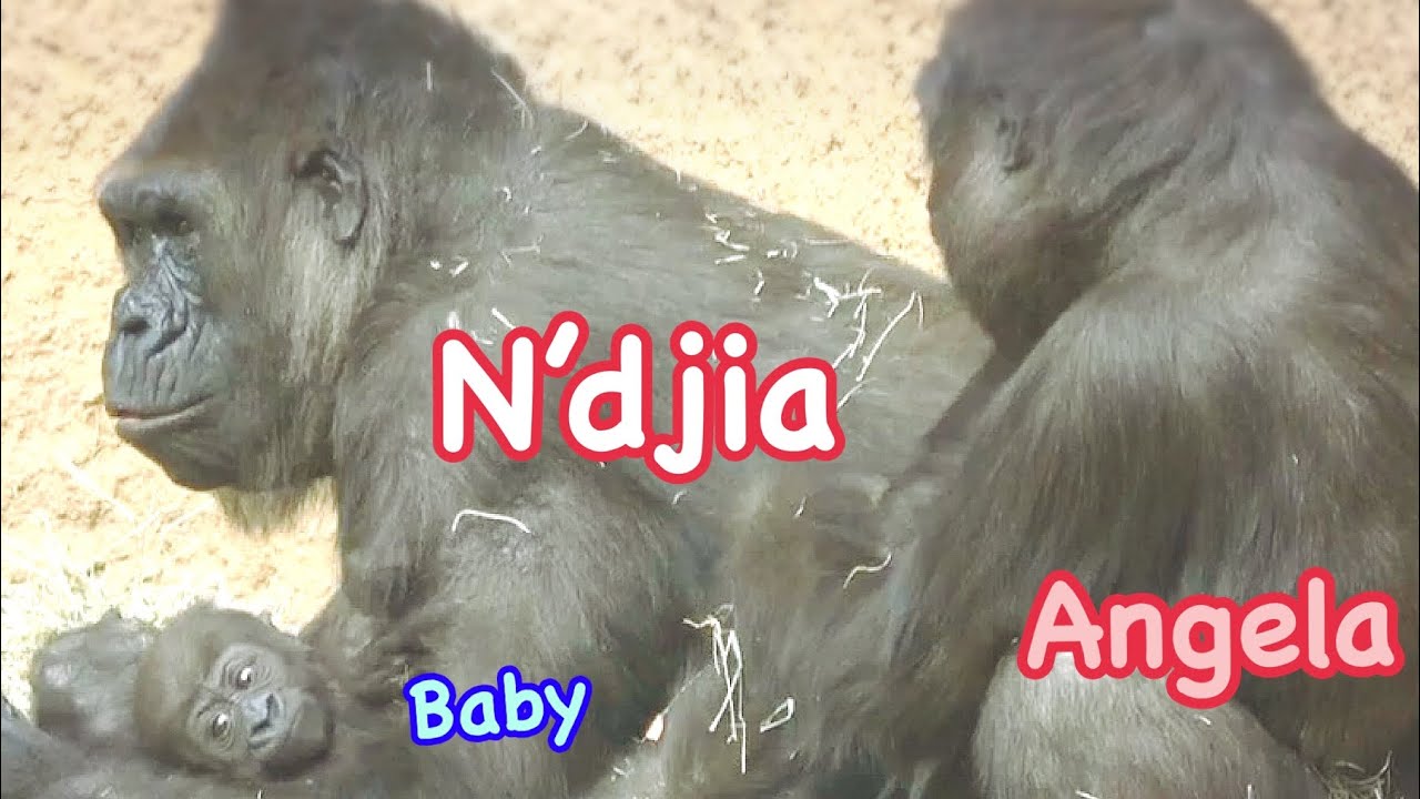 Gorilla baby boy 2 months old 🌸 Sister Angela tries touch baby, and groom mom❤️