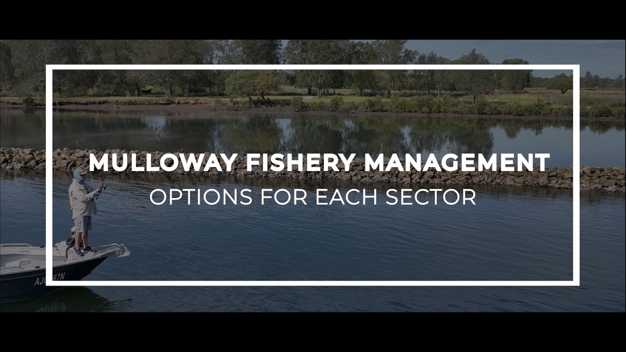 Management Options for Mulloway