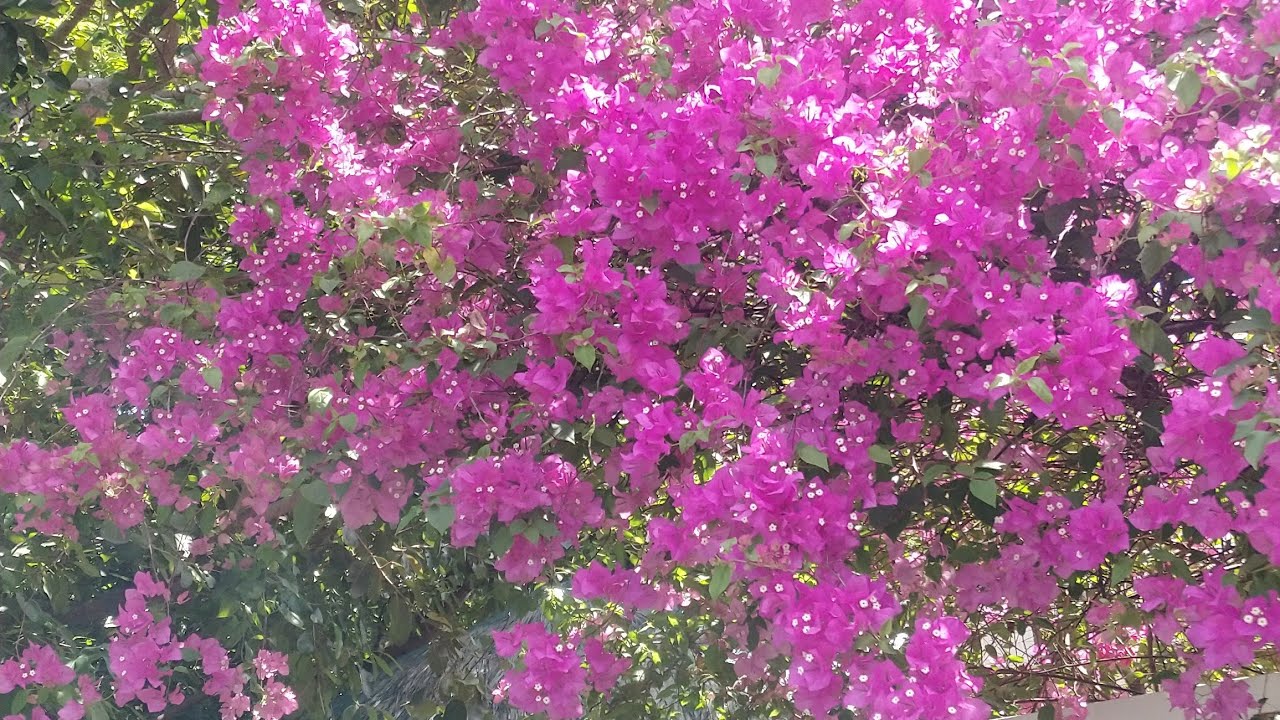 Blooming Bougainvillea | plantitosTV is live!