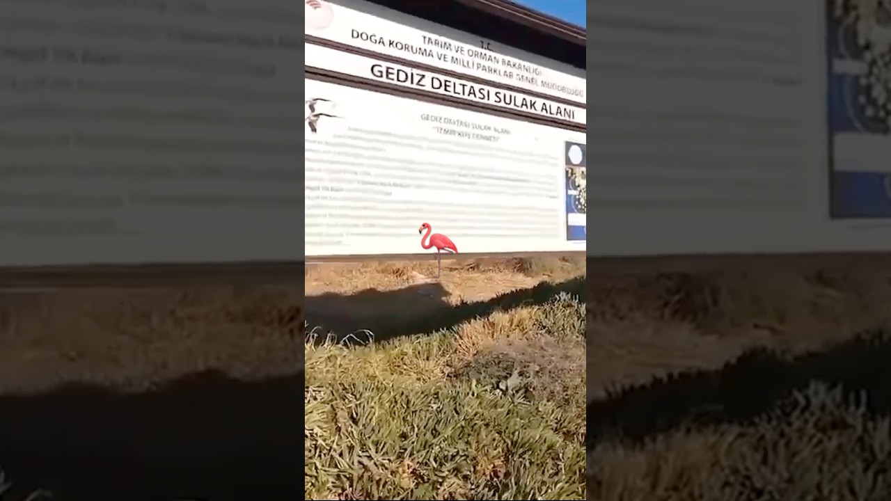Dünyada yaşayan her on flamingo’ dan biri , İzmir kuş cenneti Gediz Deltasında doğmuştur 🦩🦩🦩🇹🇷