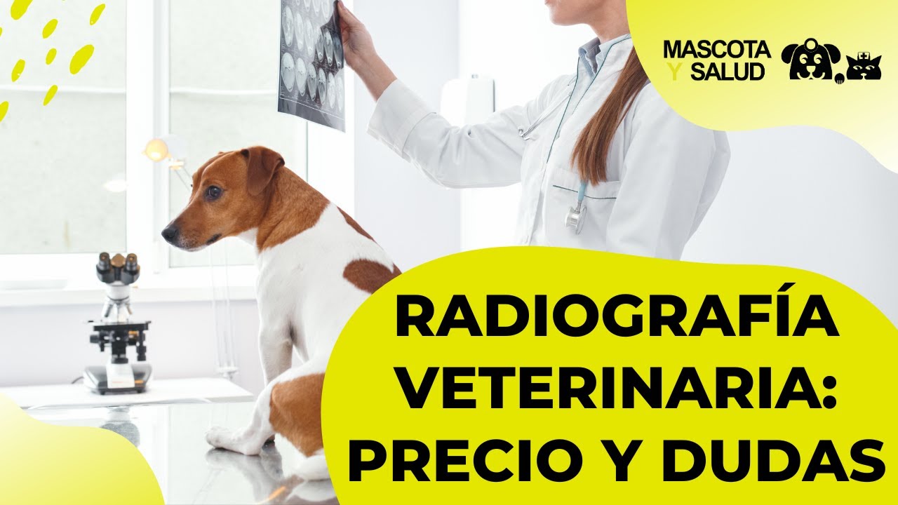 Radiografía para perros: Precio, Cómo funciona, Dudas... | Mascota y Salud