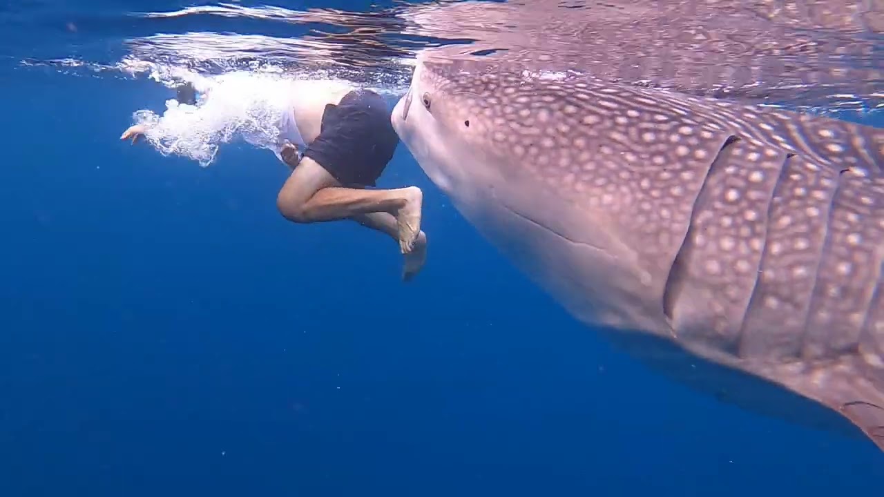 🐳 Chased by Whale Shark 🦈  Oslob Cebu 🇵🇭 Philippines