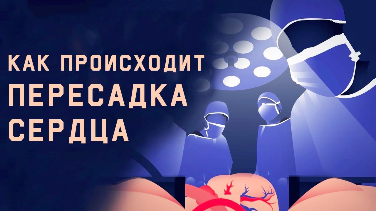 Edu: Как происходит пересадка сердца
