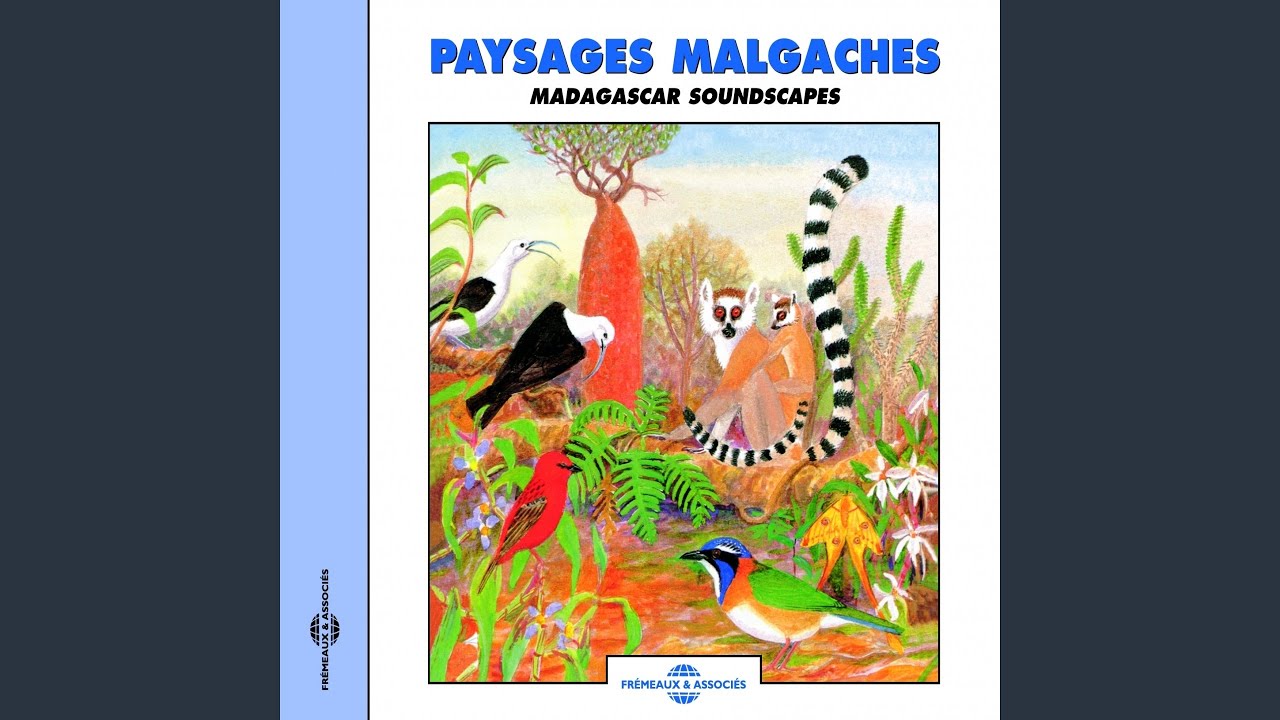 Coucal Malgache (Madagascar Coucal)