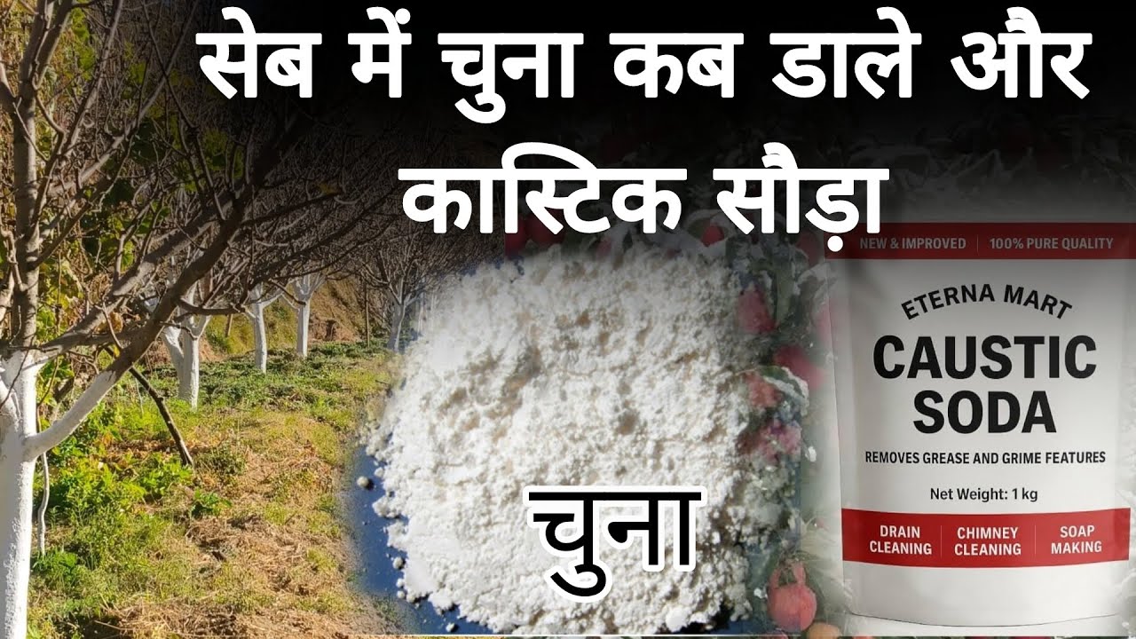 Chuna Caustic Soda Apple Application in tree | Horticulture 