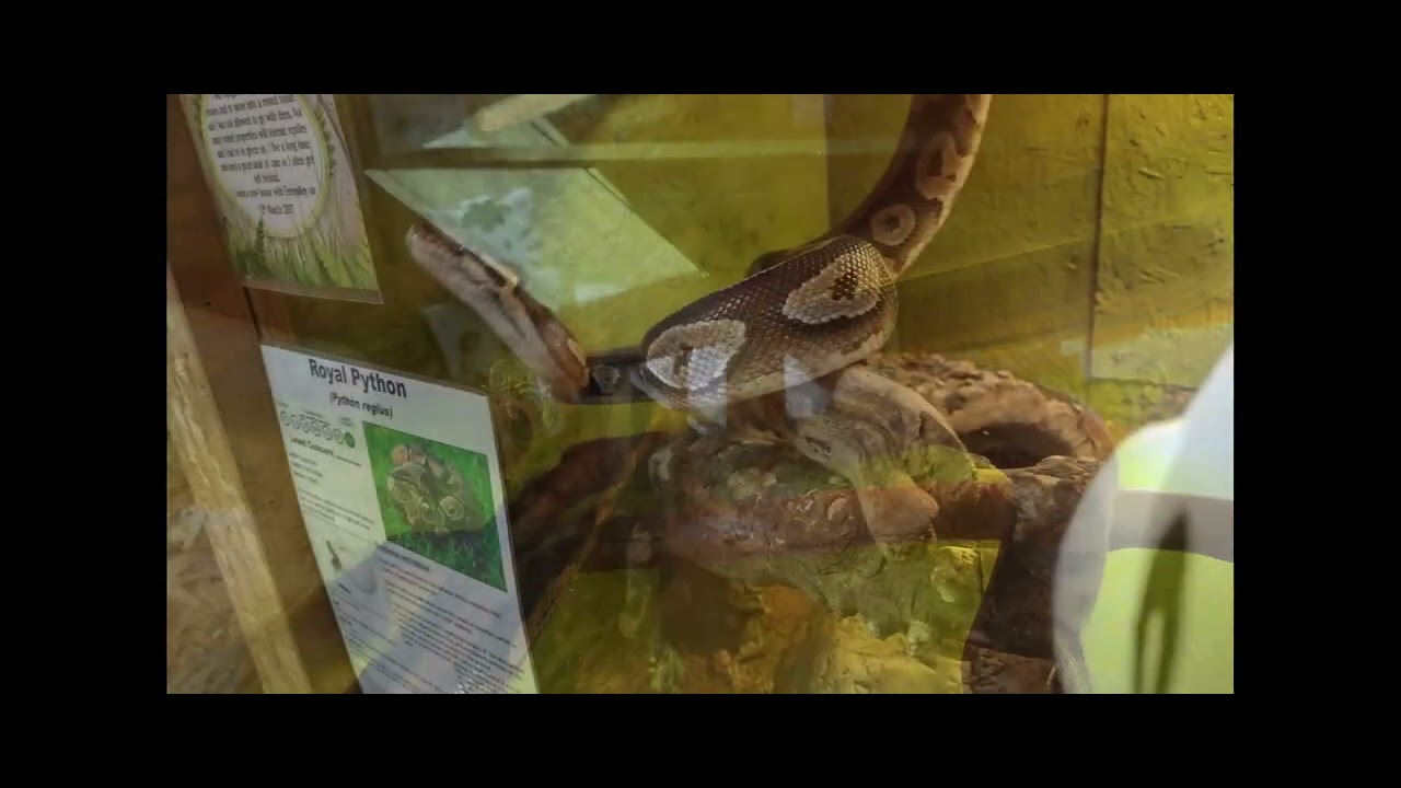Fernvalley Wildlife Rescue Centre  Orkney
