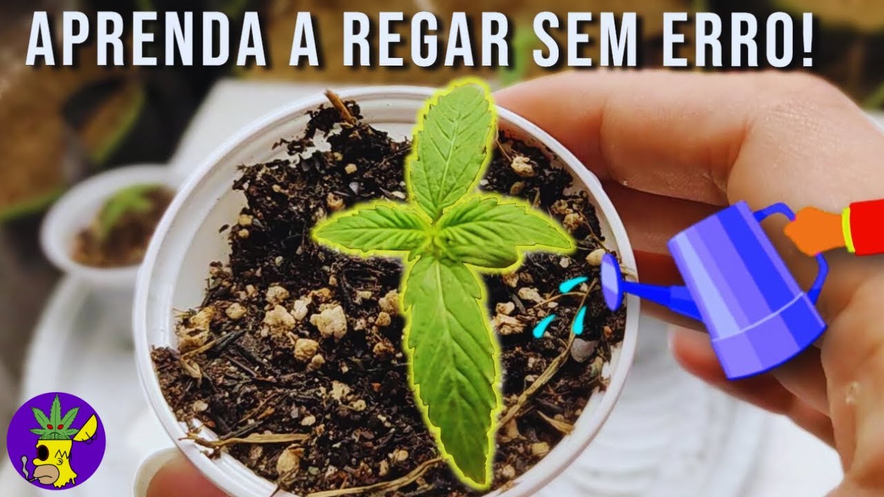 o guia grow completo da rega inteligente mantendo suas plantas cannabis felizes e saud&aacute;veis