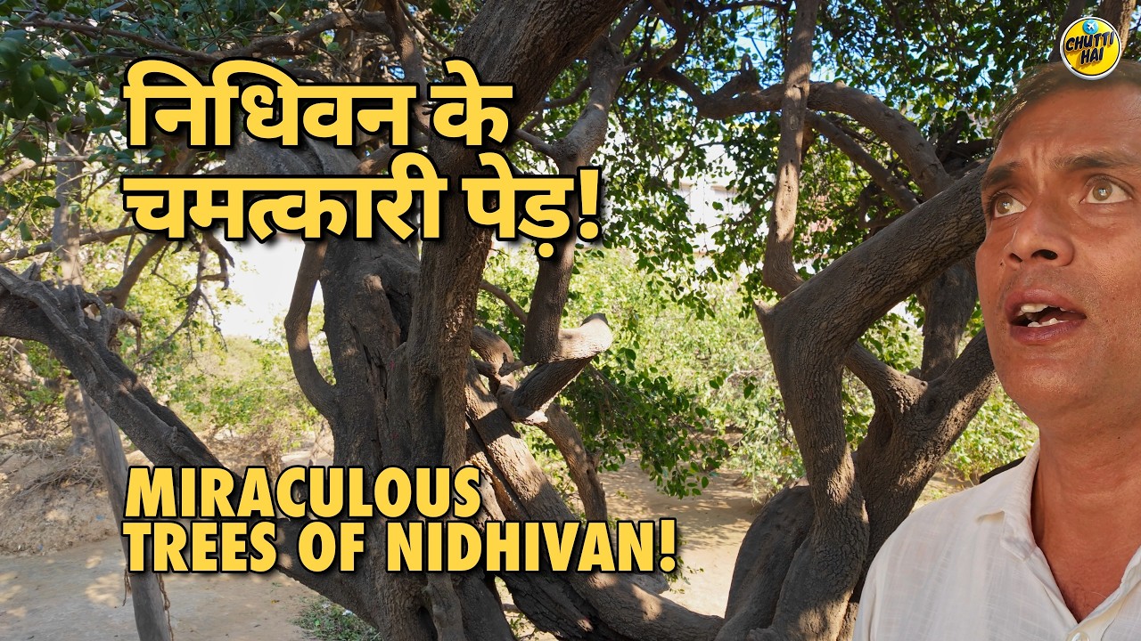 Nidhivan Vrindavan: Raas Leela Ka Raaz & Guide Scam Warning! | चमत्कारी पेड़ और पूरी सच्चाई