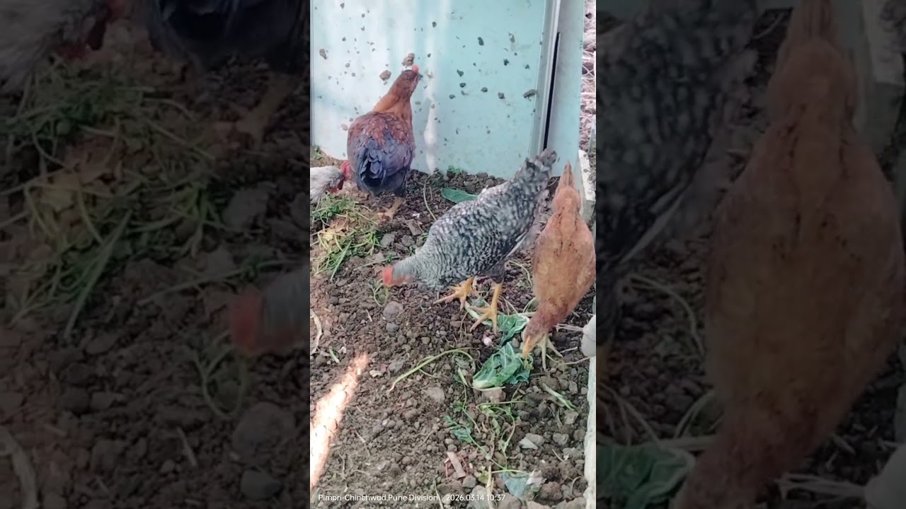 104 Days 🐔 pullets and 🐓 cockrel #hen #pullets #cockrel #freerang_ploty #egg #chicks #tranding