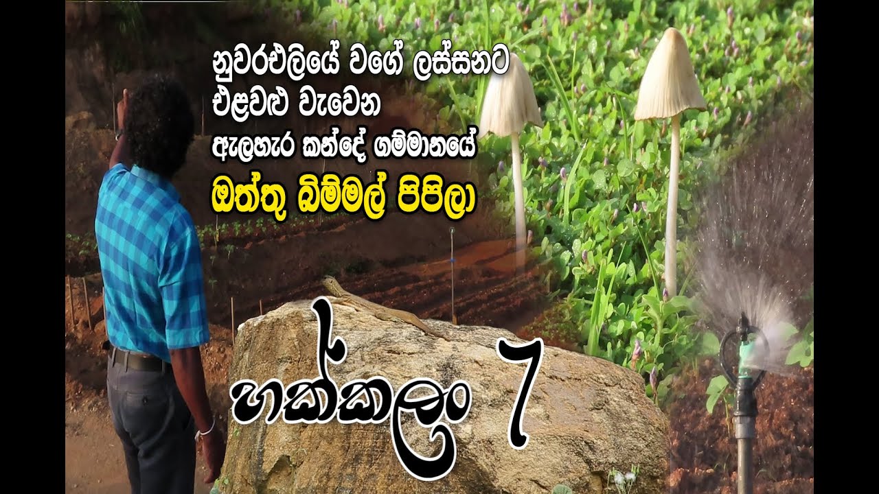 හක්කලං 07 || Hakkalan 07 ඔත්තු බිම්මල් පිපුණු කන්දේගම්මානය