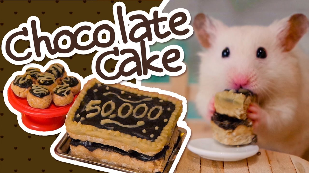 🍫 Hamster-Safe Chocolate Cake | HAMSTER KITCHEN 🍫