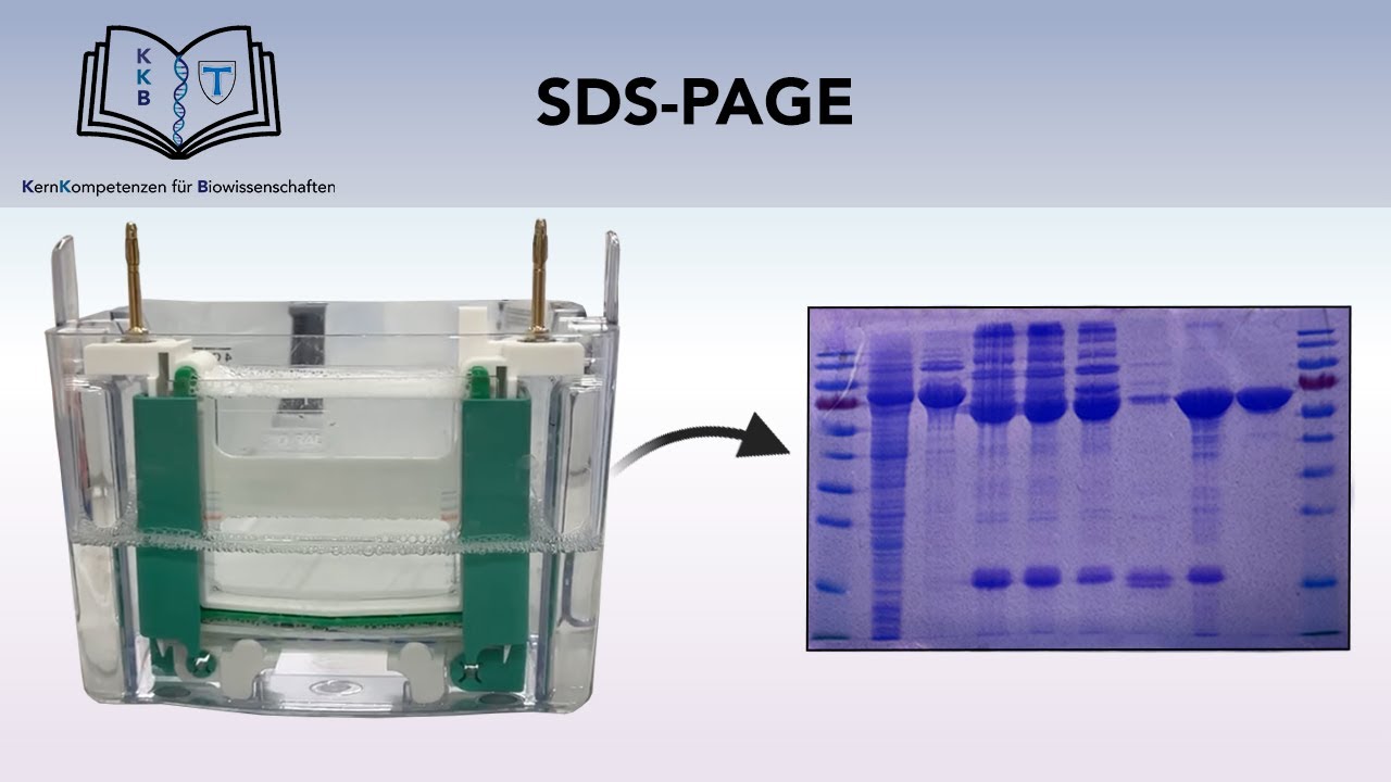 SDS-PAGE (GELELEKTROPHORESE)