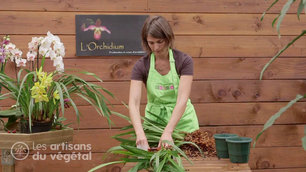 🌸 Comment diviser et rempoter une orchidée Cymbidium ?