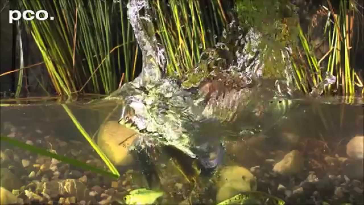 A CAÇA DO MARTIN-PESCADOR  (Slow Motion - Alta Definição)