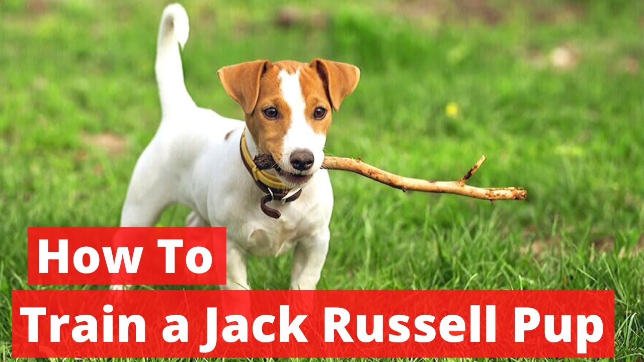 How to Train a Jack Russell puppy? Complete Step by Step Guide