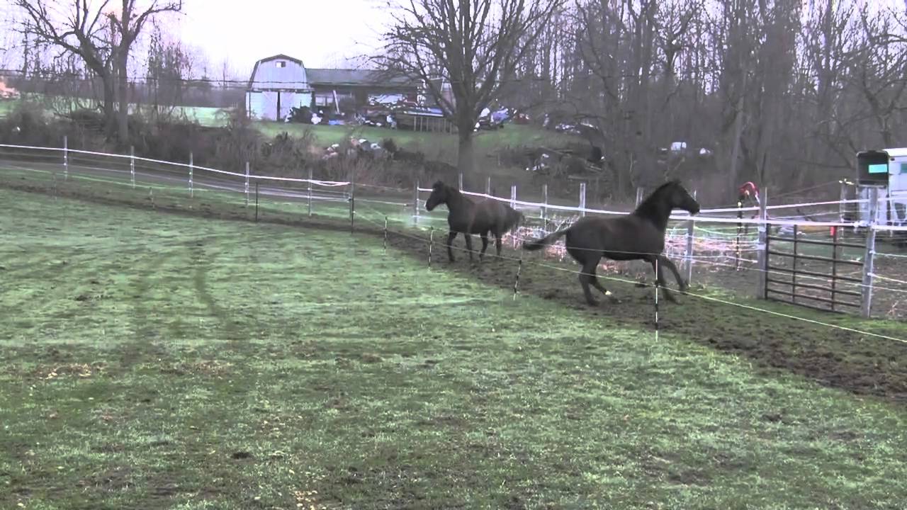 Horses Running on Paddock Paradise Track