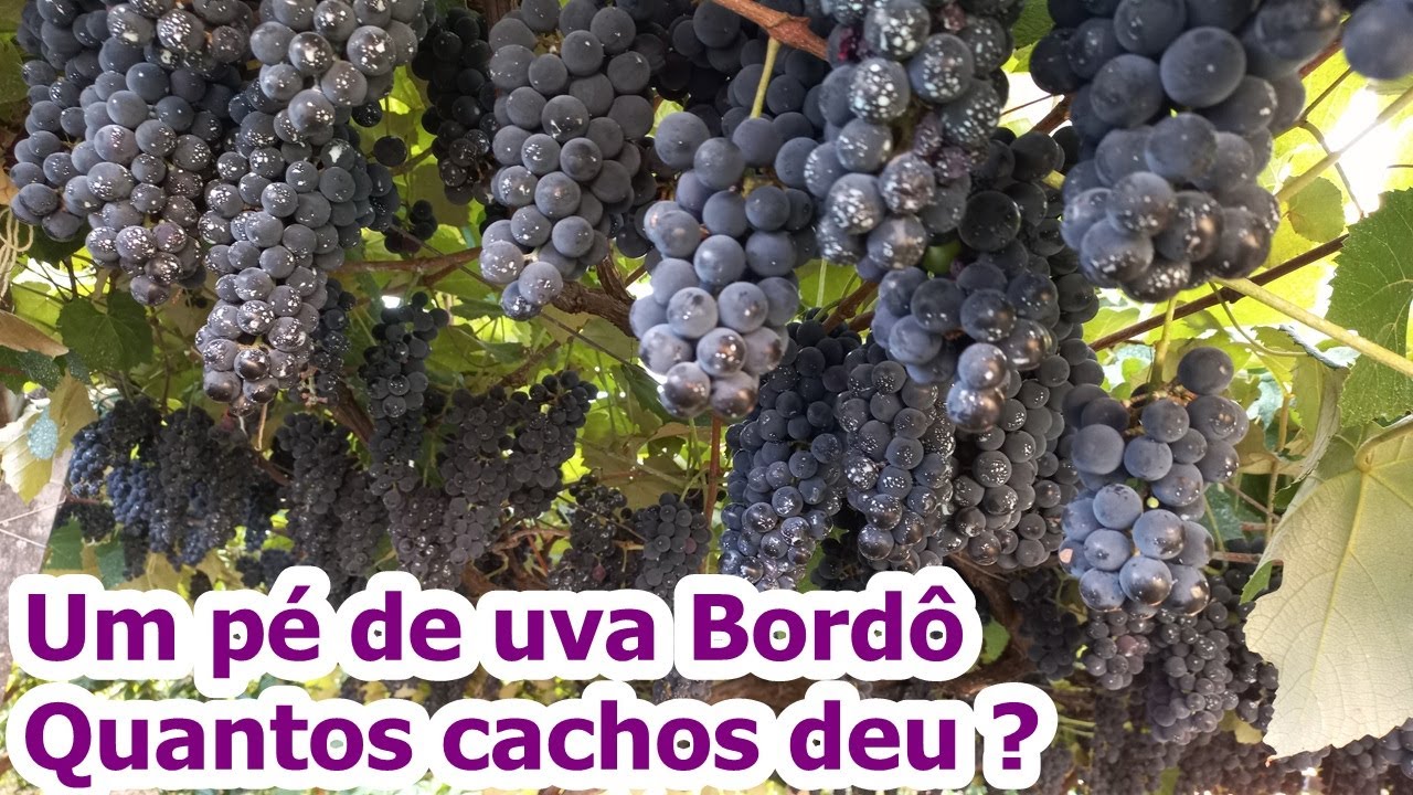 Veja quantos cachos produziu um único pé  #Uva bordô
