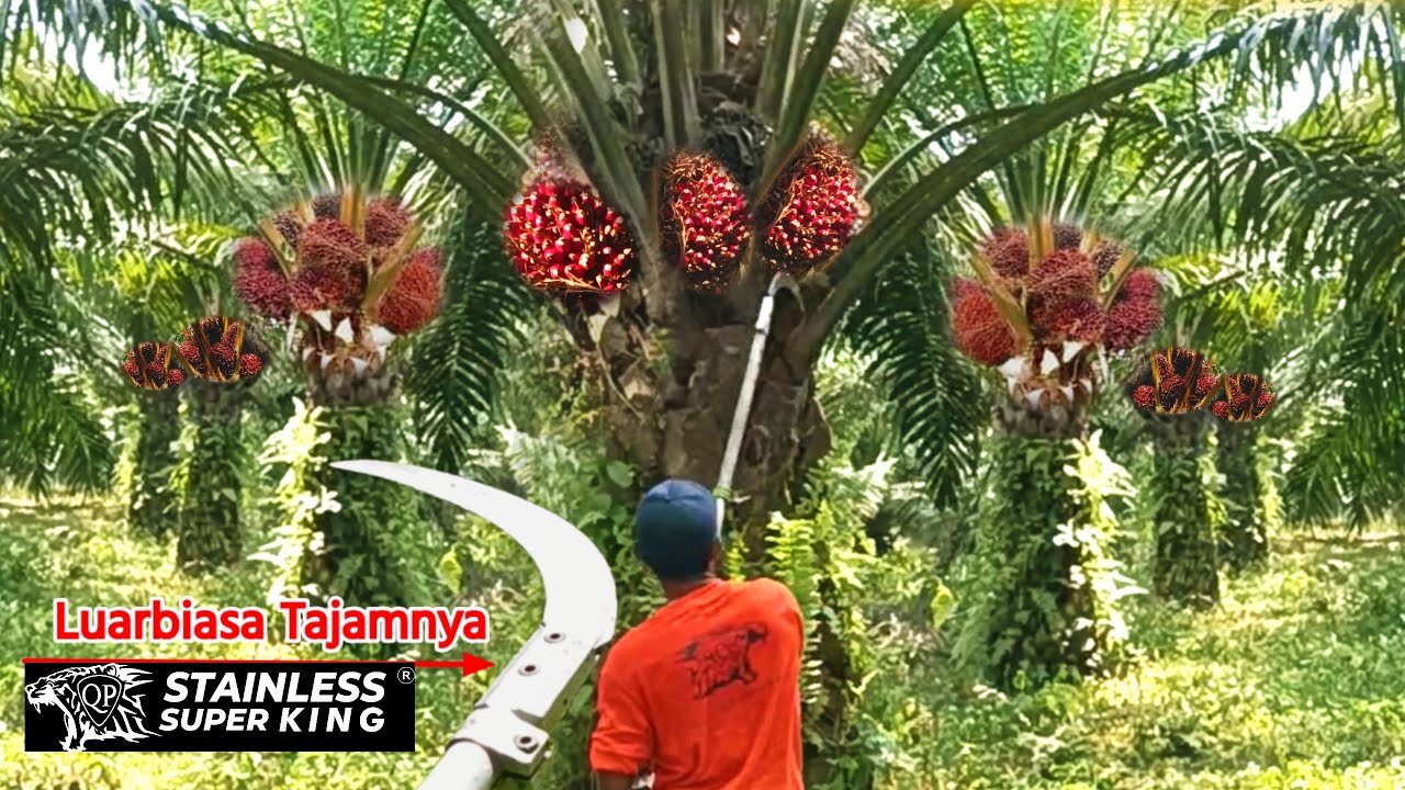 LUARBIASA.! BEGITU MUDAHNYA PANEN SAWIT POKOK RENDAH KALAU EGREK YANG DI GUNAKAN SANGAT TAJAM