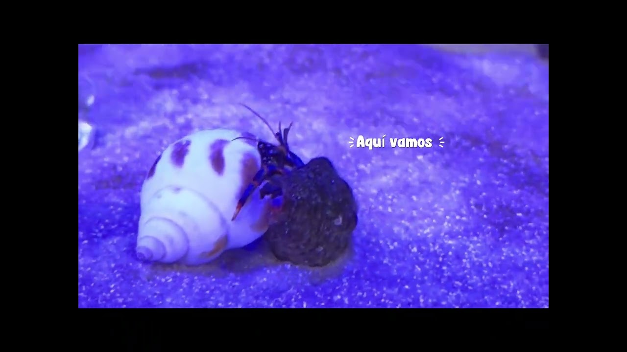 Cangrejo ermitaño cambia de concha  #aquarium #reeflife #acuariomarino #reef #fish #fishtank
