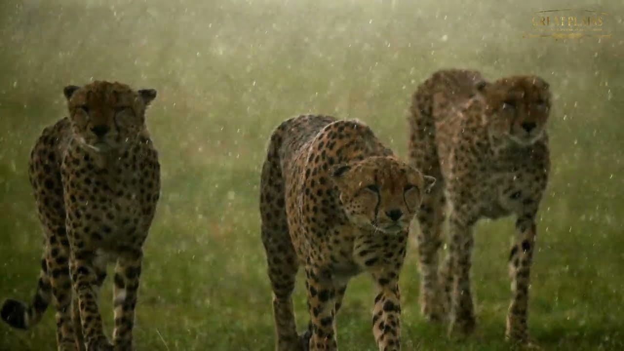 The Rains in Africa | Great Plains