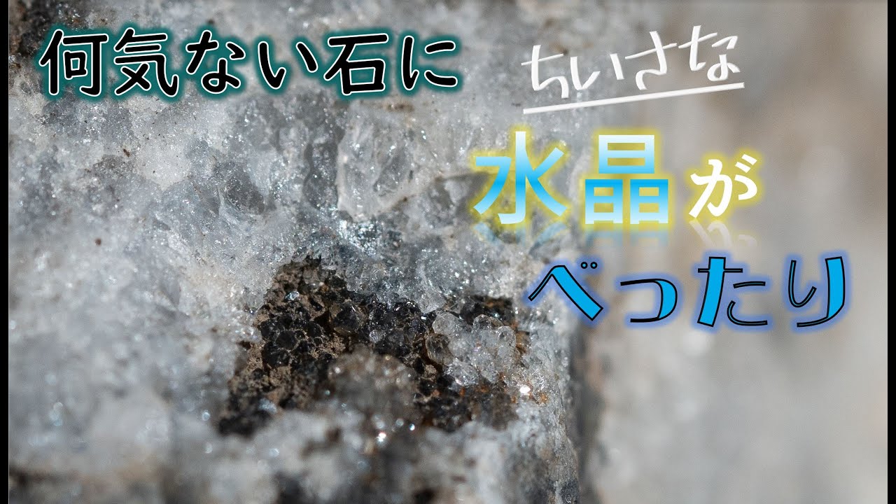 伊豆で拾った汚い石には 小さな美しい世界があった